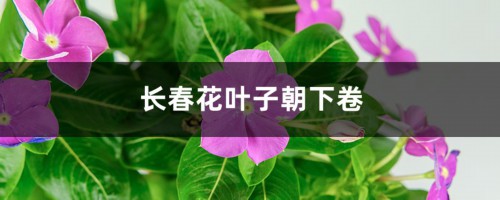 长春花叶子朝下卷的原因