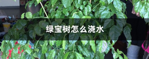 绿宝树怎么浇水