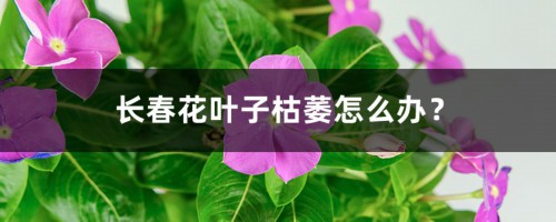 长春花叶子枯萎怎么办？