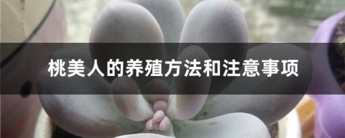 桃美人的养殖方法和注意事项