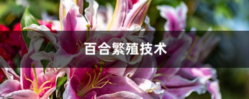 百合繁殖技术，什么时候繁殖