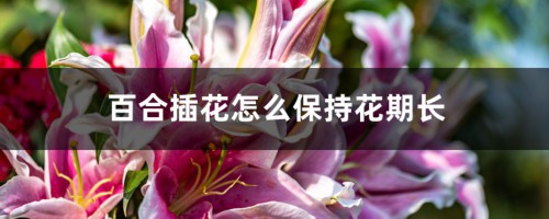 百合插花怎么保持花期长