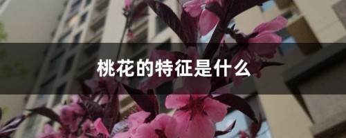 桃花的特征是什么