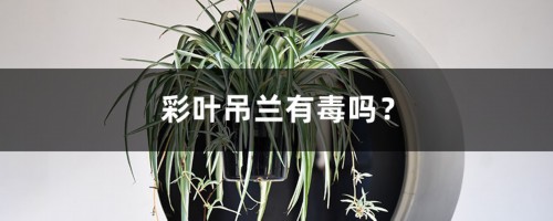 彩叶吊兰有毒吗？