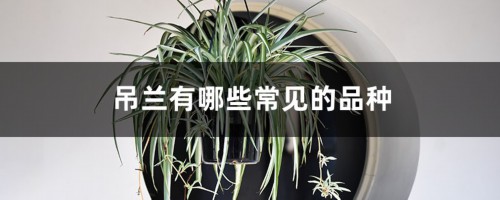 还在养“普通吊兰”？这4种吊兰真特别，尤其是第二种