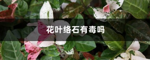 花叶络石有毒吗