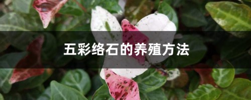 五彩络石的养殖方法