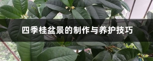 四季桂盆景的制作与养护技巧