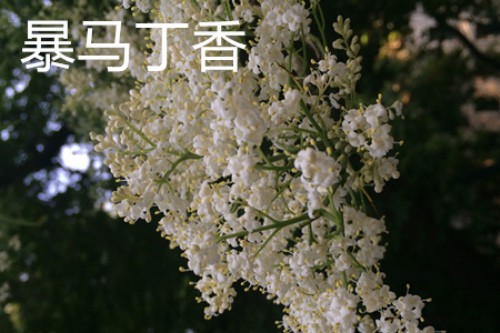 暴马丁香花1