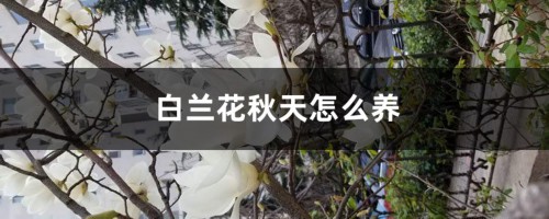 白兰花秋天怎么养