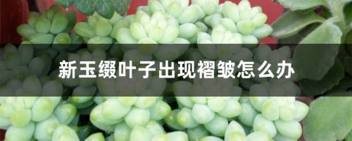 新玉缀叶子出现褶皱怎么办