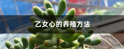 乙女心的养殖方法