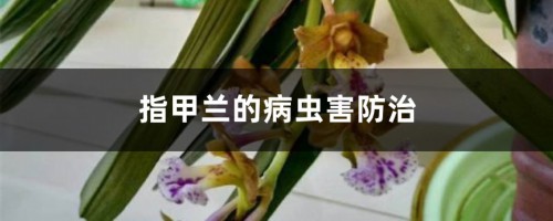 指甲兰的病虫害防治