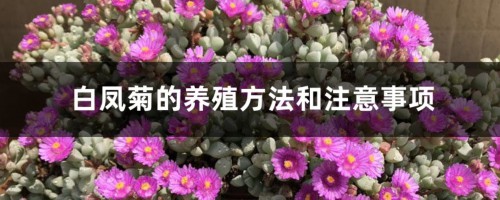 白凤菊的养殖方法和注意事项