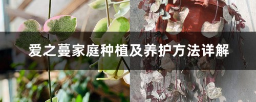 爱之蔓家庭种植及养护方法详解