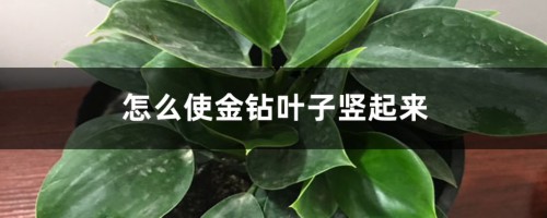 怎么使金钻叶子竖起来