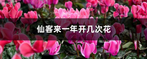 仙客来一年开几次花