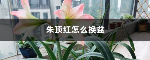 朱顶红怎么换盆