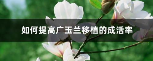 如何提高广玉兰移植的成活率